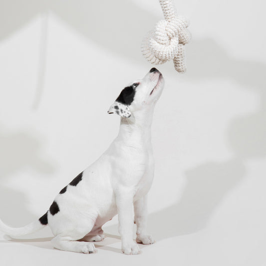 Lambwolf Collective NOU® Squeaky + Corduroy in Cream Dog Toy